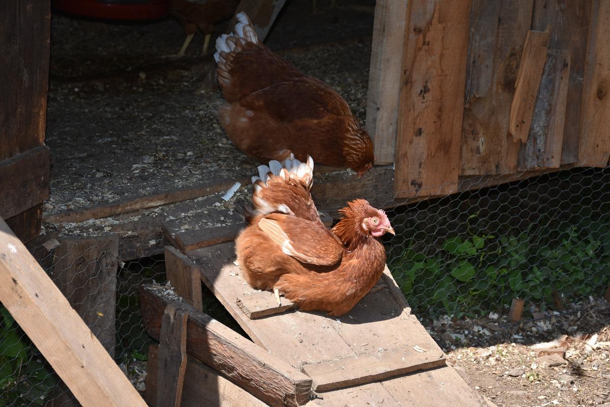 Şehirdeki d&uuml;kkanını kapatıp k&ouml;yde yeni işe başladı: Tanesi 10 TL 3
