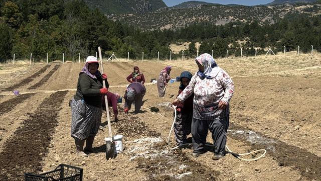 Kilosu 650 bin TL&rsquo;den satılan safran toprakla buluştu 3