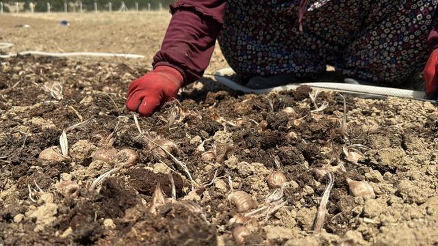 Kilosu 650 bin TL&rsquo;den satılan safran toprakla buluştu 2