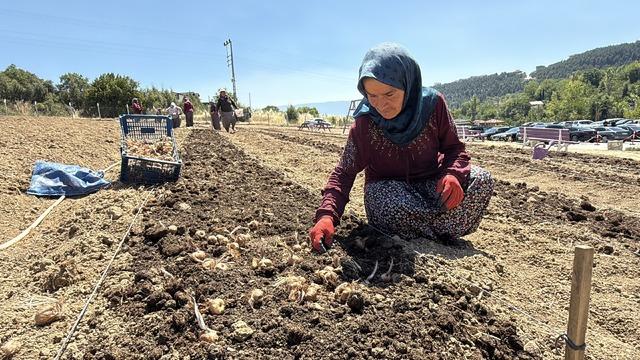 Kilosu 650 bin TL&rsquo;den satılan safran toprakla buluştu 1