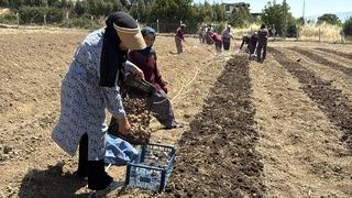 Kilosu 650 bin TL’den satılan safran toprakla buluştu