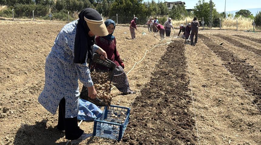 Kilosu 650 bin TL&rsquo;den satılan safran toprakla buluştu
