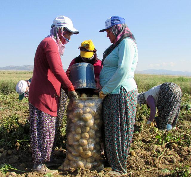 Sandıklı patatesi, tezgahtaki fiyatların ateşini düşürecek