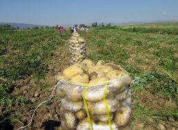 Sandıklı patatesi, tezgahtaki fiyatların ateşini düşürecek