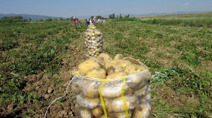 Sandıklı patatesi, tezgahtaki fiyatların ateşini düşürecek