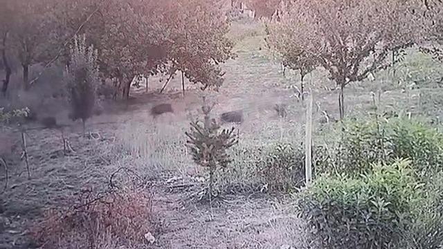Yer: Malatya... Domuz sürüsü yerleşim yerine indi, o anlar kameraya yansıdı