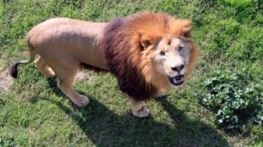 Aslanların müthiş yemek kavgası