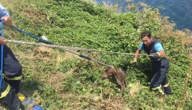 Uçurumda mahsur kalan köpek kurtarıldı