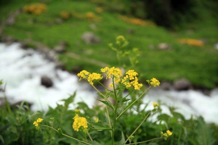 Doğu Karadeniz'in yeni gözdesi Elevit Yaylası  G3