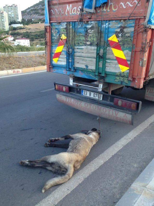 Köpeği kamyonun arkasında sürükleyen şoföre gözaltı
