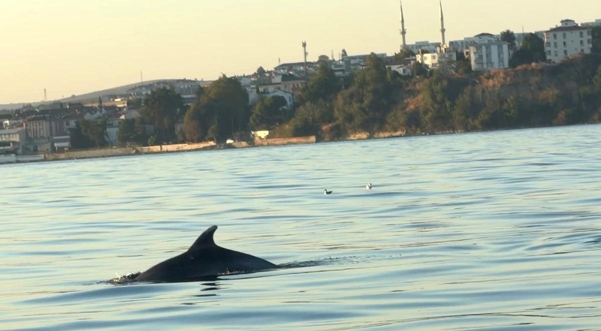 Tekirdağ açıklarında sürpriz karşılaşma! Tekneyle yarışan yunuslar kamerada 1