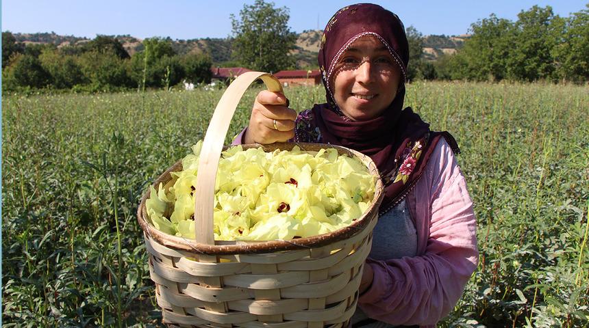 Tarlada adeta para yetişiyor! Kilosu 1.400 TL, alıcısı kapıya kadar geliyor
