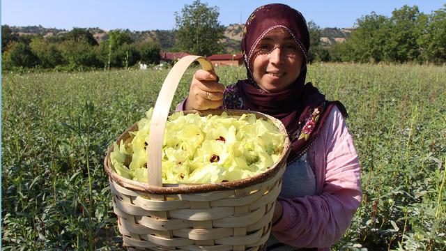 Tarlada adeta para yetişiyor! Kilosu 1.400 TL, alıcısı kapıya kadar geliyor