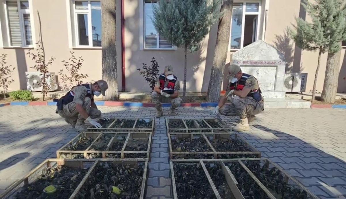 Römorkun altına gizlemiş ama... 19.8 milyon TL lik ceza! 1