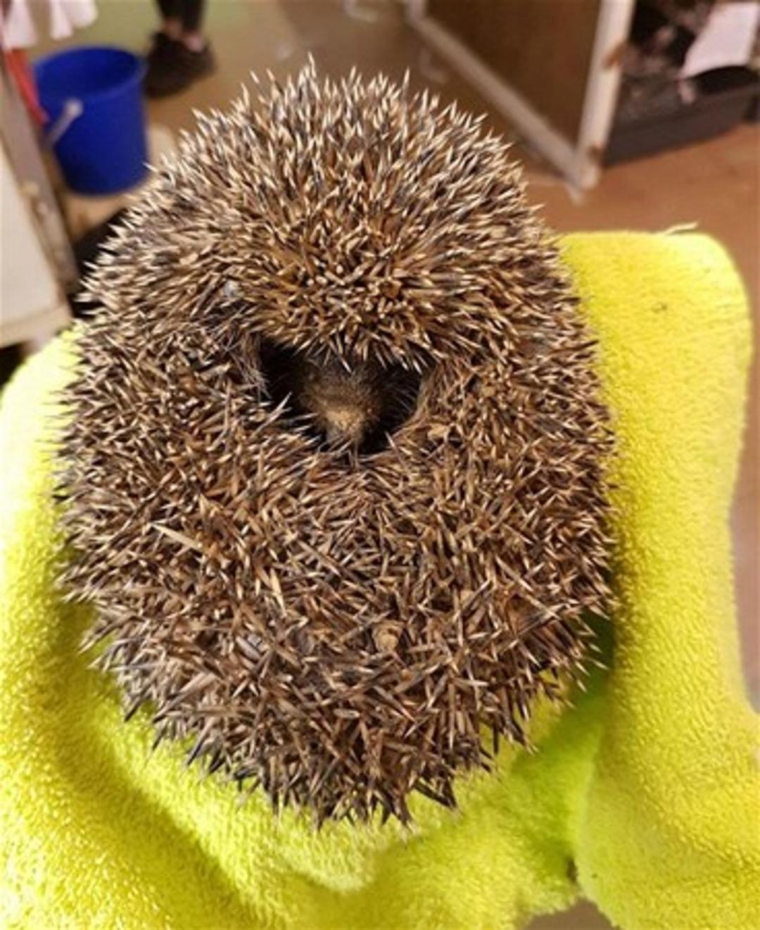 Sıradan bir toprak sandılar ama... 