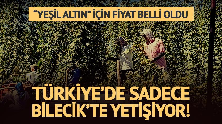 T&uuml;rkiye&rsquo;de sadece Bilecik&rsquo;te yetişiyor! &ldquo;Yeşil altın&rdquo; i&ccedil;in fiyat belli oldu