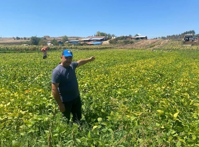 Şeker fasulye yüzleri güldürdü 3