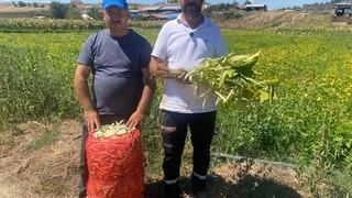 Şeker fasulye yüzleri güldürdü