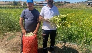 Şeker fasulye y&uuml;zleri g&uuml;ld&uuml;rd&uuml;