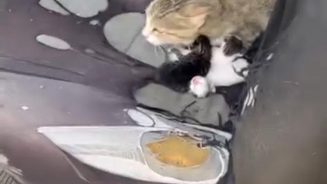 Otomobilin içinde yavruladı