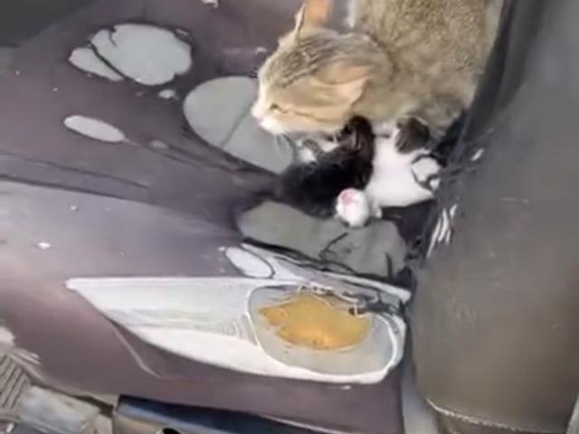 Otomobilin i&ccedil;inde yavruladı