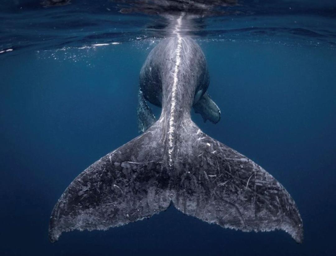 2018 National Geographic Yılın Seyahat Fotoğraf&ccedil;ısı kazananları 
