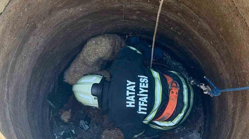 Antakya&rsquo;da kuyuya d&uuml;şen 2 koyun kurtarıldı