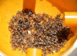 İhracatta 'Akdeniz meyve sineği' korkusu