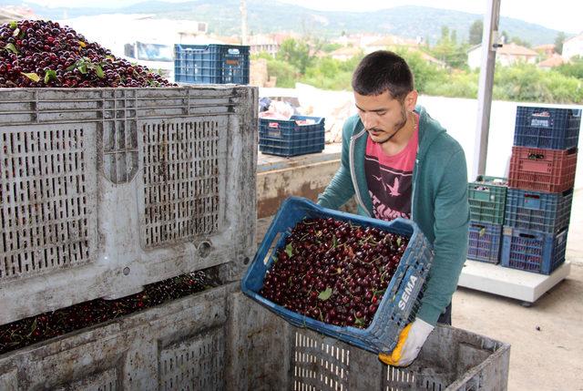 Uluborlu kirazını afet vurdu