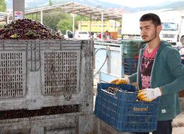 Uluborlu kirazını afet vurdu