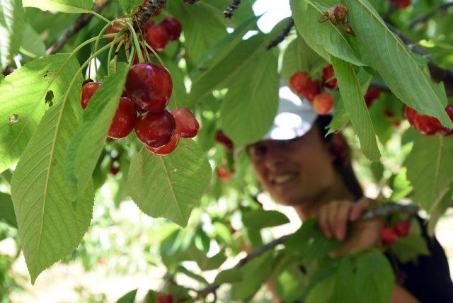 Hobi olarak başladı şimdi 10 ton ürün elde ediyor