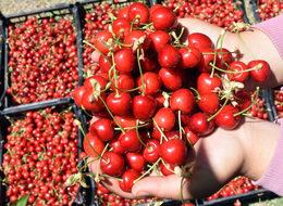 Hobi olarak başladı şimdi 10 ton ürün elde ediyor