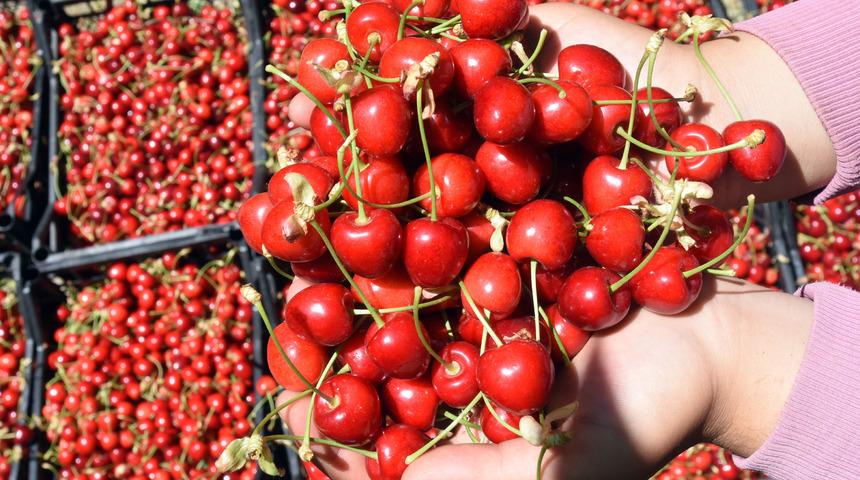 Hobi olarak başladı şimdi 10 ton ürün elde ediyor