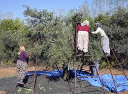 Zeytin ağacı ihracatındaki yasağın kaldırılması istendi