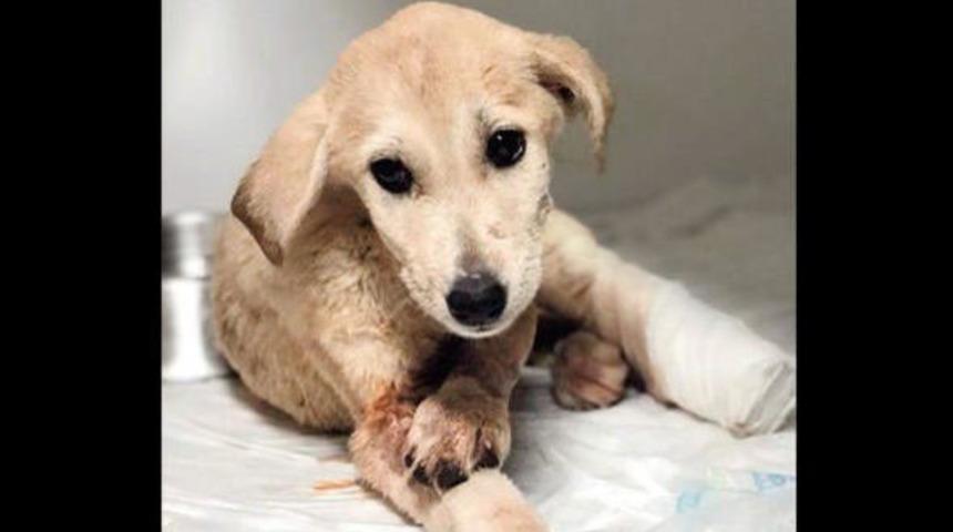 Mardin'de yavru köpek Kuzey'i vuran yakalandı