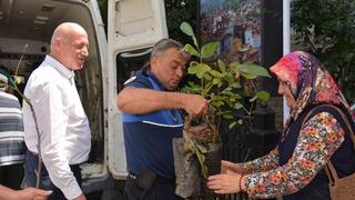 Babadağ Belediyesinden çiftçilere ceviz fidanı desteği