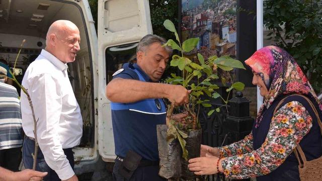 Babadağ Belediyesinden çiftçilere ceviz fidanı desteği