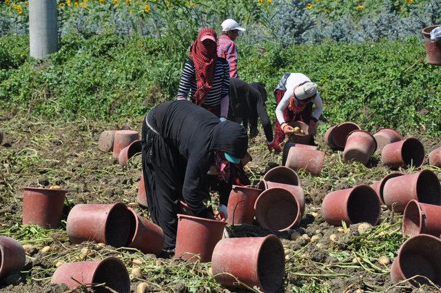 İnegöl'de hasat başladı, patates tarlada 2 lira