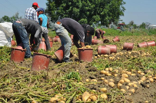 İnegöl'de hasat başladı, patates tarlada 2 lira