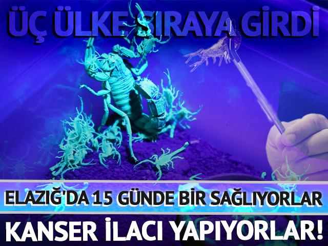 Elazığ'da 15 g&uuml;nde bir sağlıyorlar, kanser ilacı yapıyorlar! &Uuml;&ccedil; &uuml;lke sıraya girdi