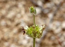 Bu bitkilere zararın cezası 49 bin lira! Dünyada sadece Bayburt'ta yetişiyor