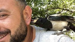 Perişan ismini verdiği saksağanı omuzundan indirmiyor