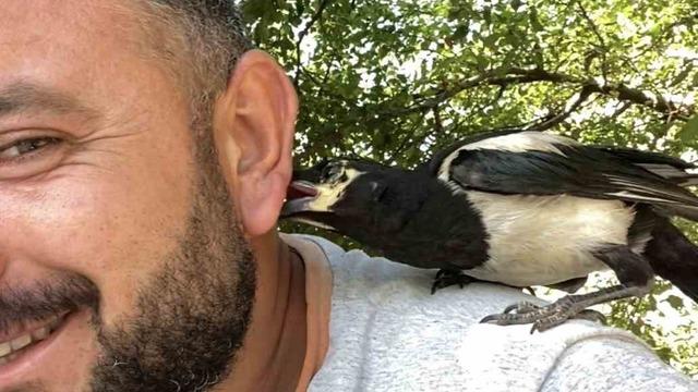 Perişan ismini verdiği saksağanı omuzundan indirmiyor