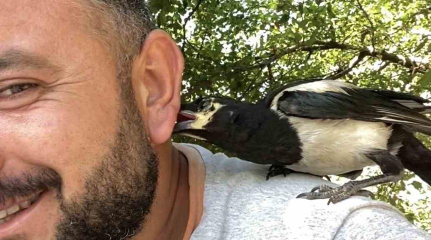 Perişan ismini verdiği saksağanı omuzundan indirmiyor