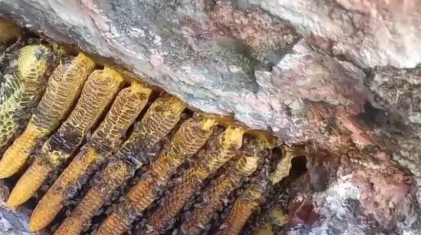 Kayalıkların arasından &ccedil;ıkartıldı: Rengi de fiyatı da altın!