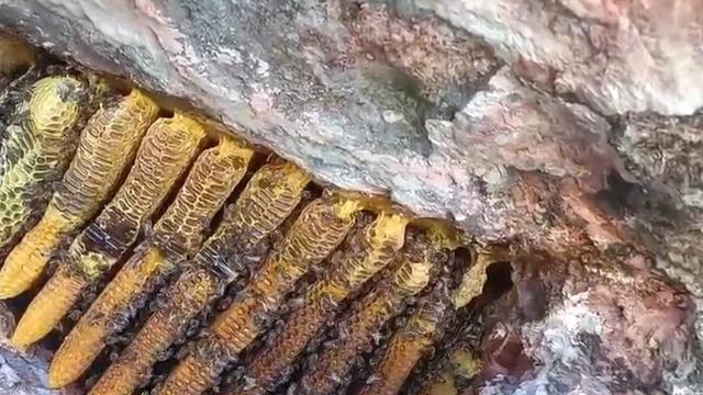 Kayalıkların arasından çıkartıldı: Rengi de fiyatı da altın!