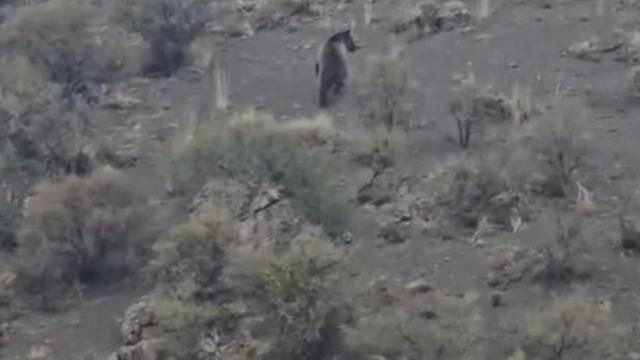 Iğdır’da koyunlarını otlatan çoban boz ayıyla karşılaştı