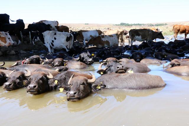 49 derece sıcaktan etkilenen hayvanlar sudan çıkmıyor