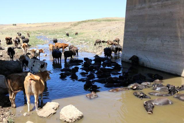 49 derece sıcaktan etkilenen hayvanlar sudan çıkmıyor