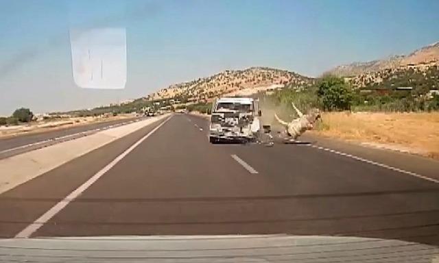 Kamyonetin çarptığı eşek metrelerce havaya fırladı 1